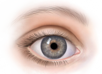 Detail Realistic Eye Png Nomer 12