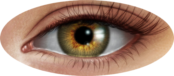 Detail Realistic Eye Png Nomer 14