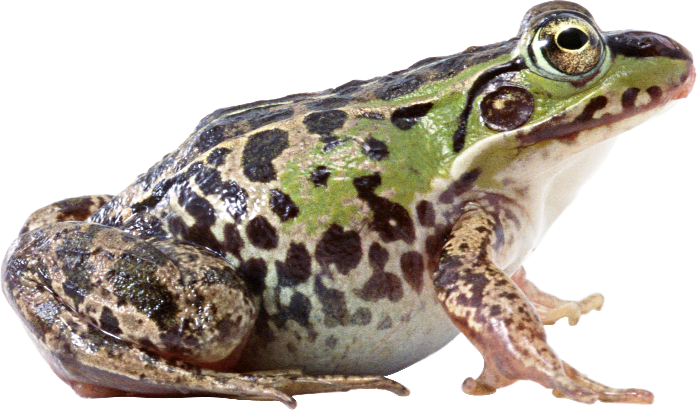 Detail Realistic Frog Clipart Nomer 33