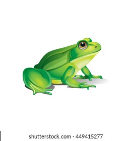 Detail Realistic Frog Clipart Nomer 5