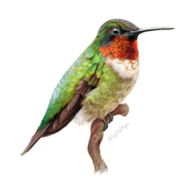 Detail Realistic Hummingbird Painting Nomer 3