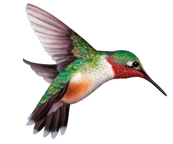 Detail Realistic Hummingbird Painting Nomer 5