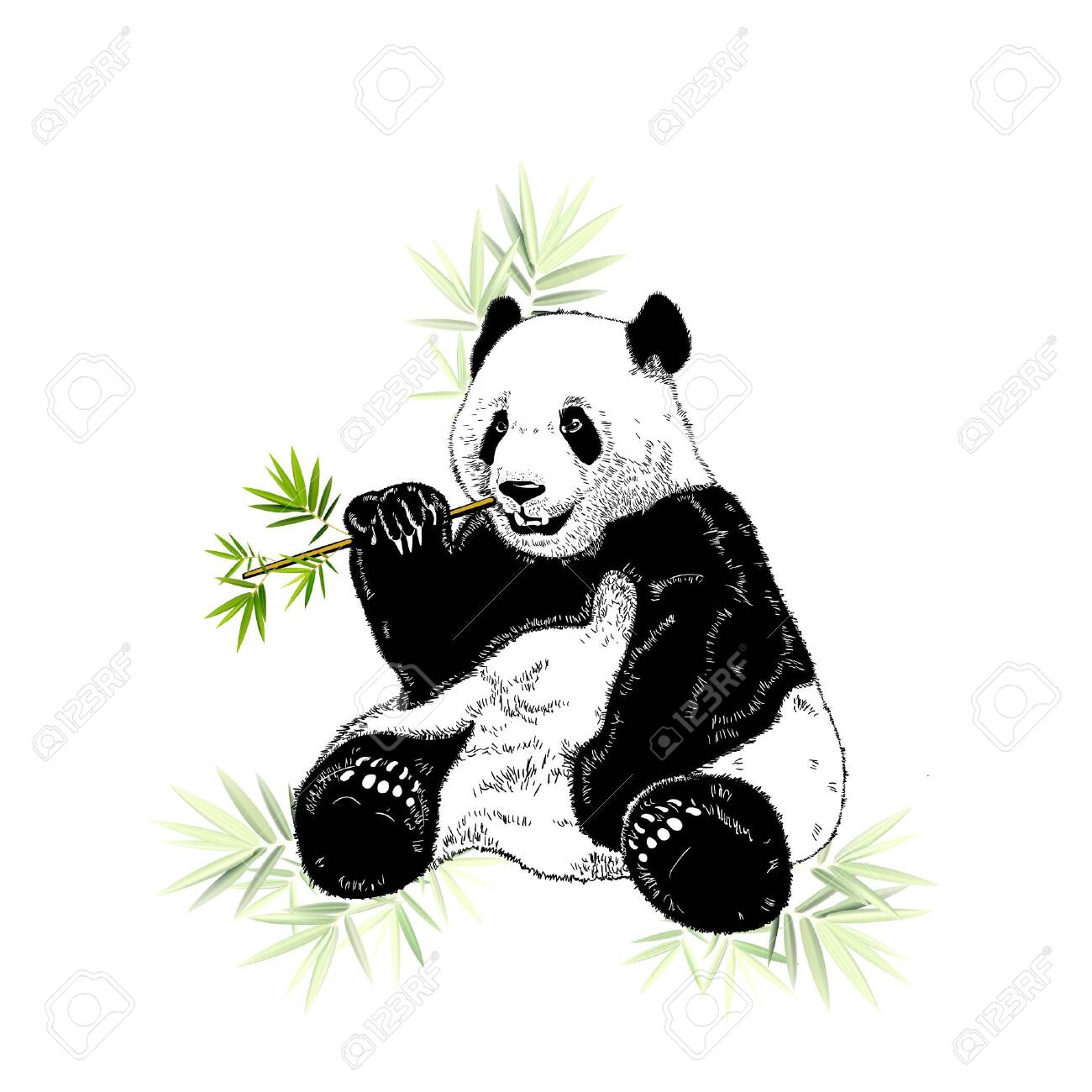 Detail Realistic Panda With Bamboo Drawing Nomer 11