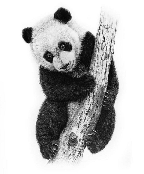 Detail Realistic Panda With Bamboo Drawing Nomer 24