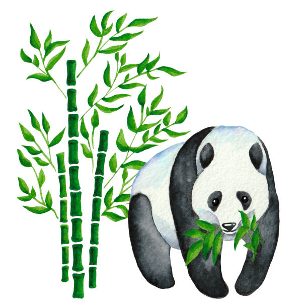 Detail Realistic Panda With Bamboo Drawing Nomer 4