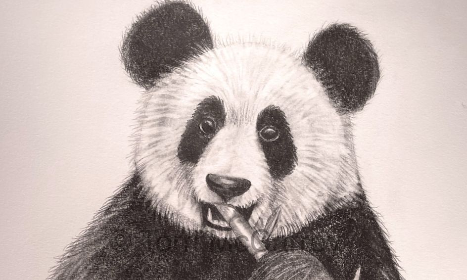 Detail Realistic Panda With Bamboo Drawing Nomer 30