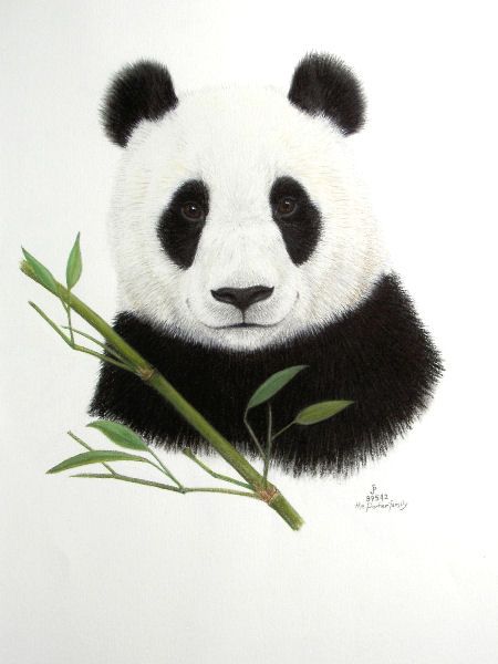 Detail Realistic Panda With Bamboo Drawing Nomer 5