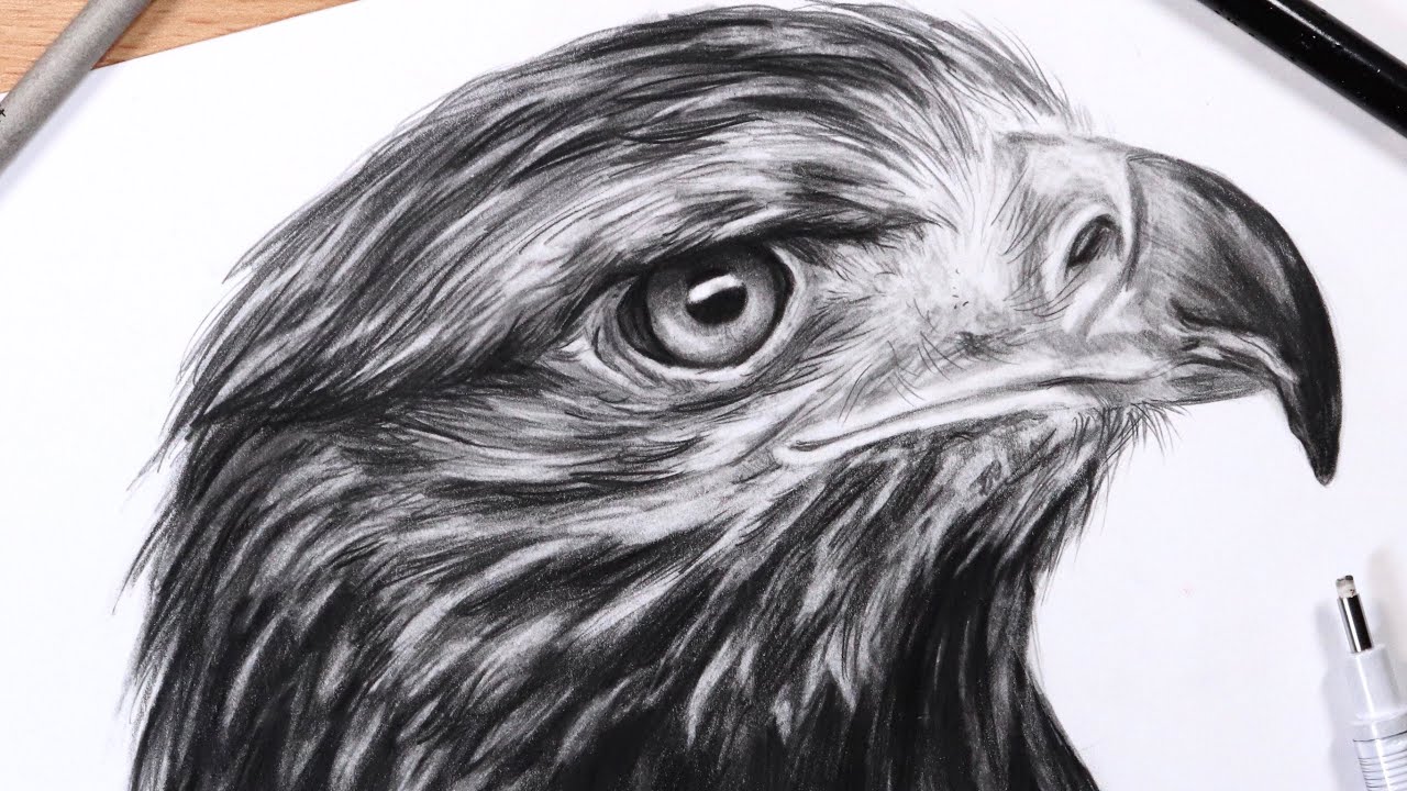 Detail Realistic Pencil Eagle Drawing Nomer 10