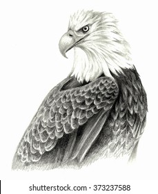 Detail Realistic Pencil Eagle Drawing Nomer 12