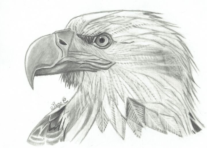 Detail Realistic Pencil Eagle Drawing Nomer 29