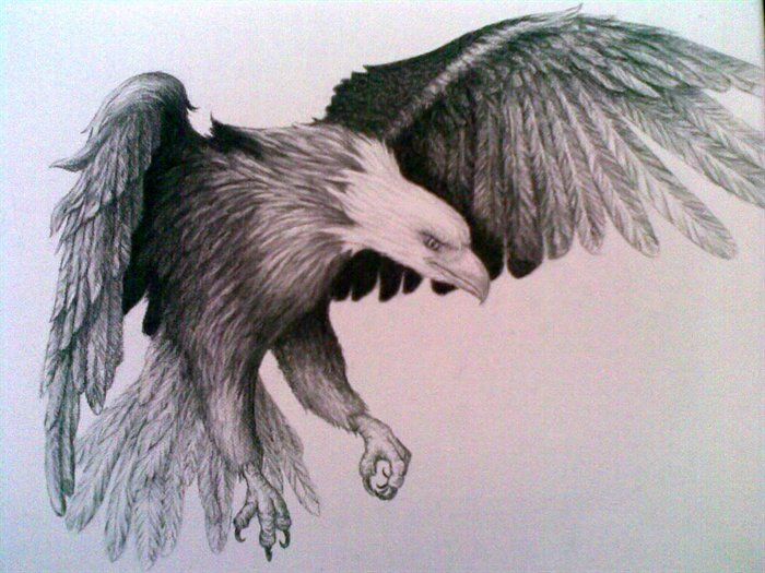 Detail Realistic Pencil Eagle Drawing Nomer 6