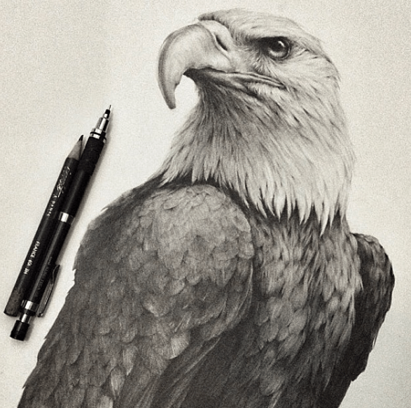 Detail Realistic Pencil Eagle Drawing Nomer 45