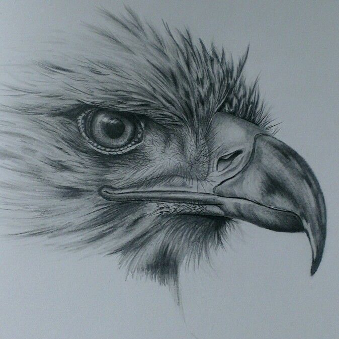 Detail Realistic Pencil Eagle Drawing Nomer 7