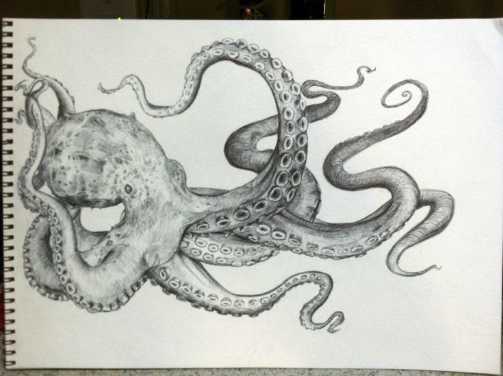 Realistic Pencil Octopus Drawing - KibrisPDR