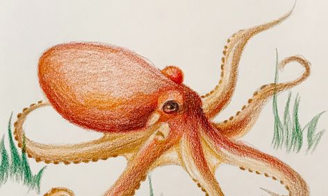 Detail Realistic Pencil Octopus Drawing Nomer 10