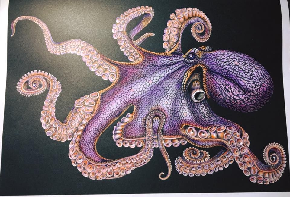 Detail Realistic Pencil Octopus Drawing Nomer 12