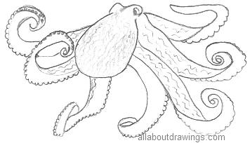 Detail Realistic Pencil Octopus Drawing Nomer 16