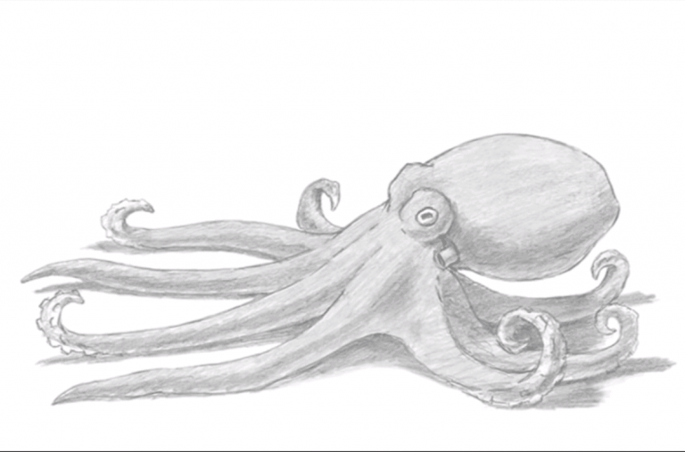 Detail Realistic Pencil Octopus Drawing Nomer 17