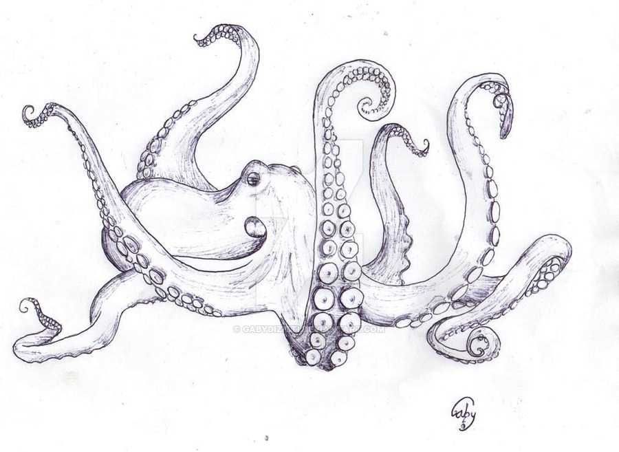 Detail Realistic Pencil Octopus Drawing Nomer 19