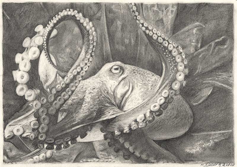 Detail Realistic Pencil Octopus Drawing Nomer 20