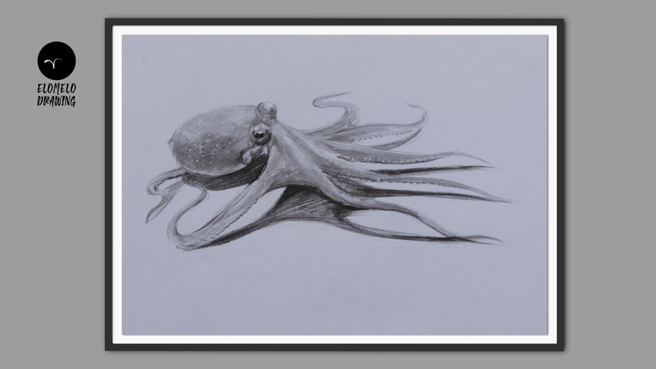 Detail Realistic Pencil Octopus Drawing Nomer 25