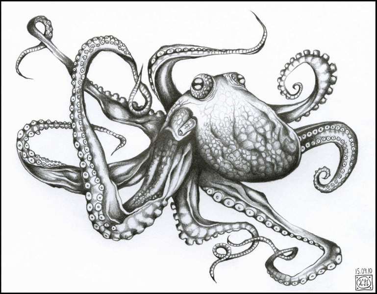 Detail Realistic Pencil Octopus Drawing Nomer 3