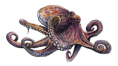 Detail Realistic Pencil Octopus Drawing Nomer 27