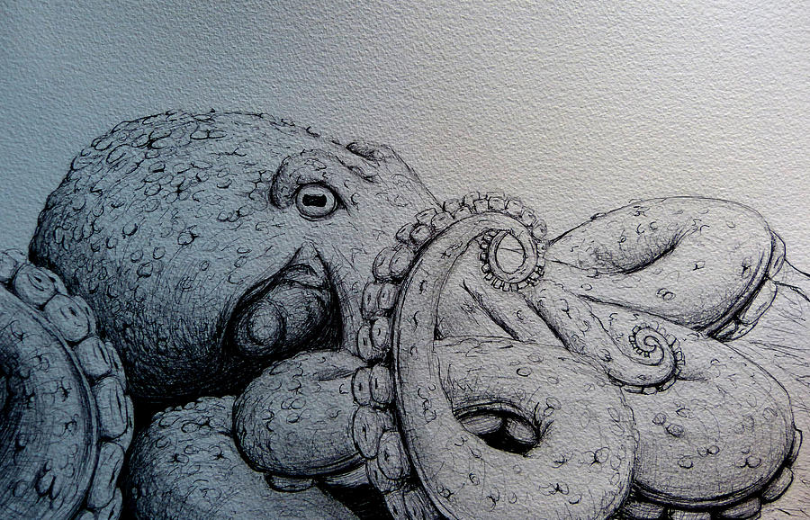 Detail Realistic Pencil Octopus Drawing Nomer 30