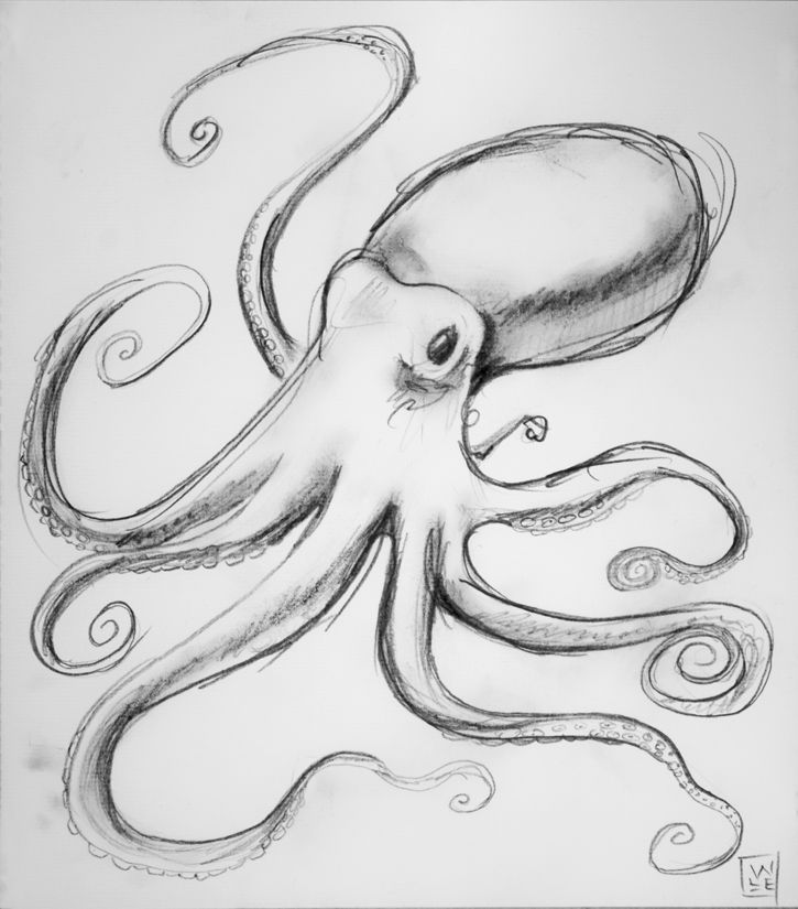 Detail Realistic Pencil Octopus Drawing Nomer 33