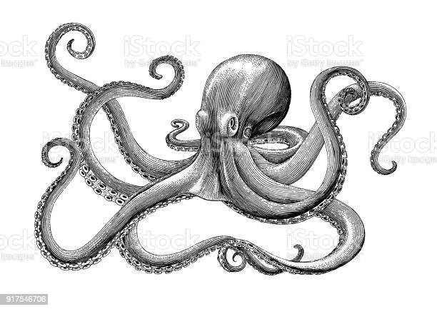 Detail Realistic Pencil Octopus Drawing Nomer 36