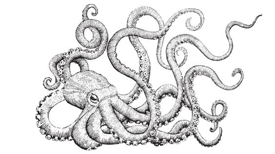 Detail Realistic Pencil Octopus Drawing Nomer 43