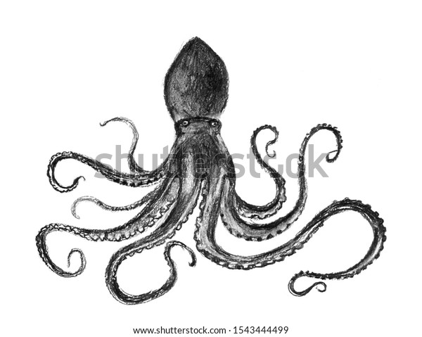 Detail Realistic Pencil Octopus Drawing Nomer 4