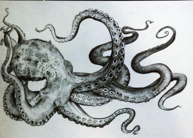 Detail Realistic Pencil Octopus Drawing Nomer 6