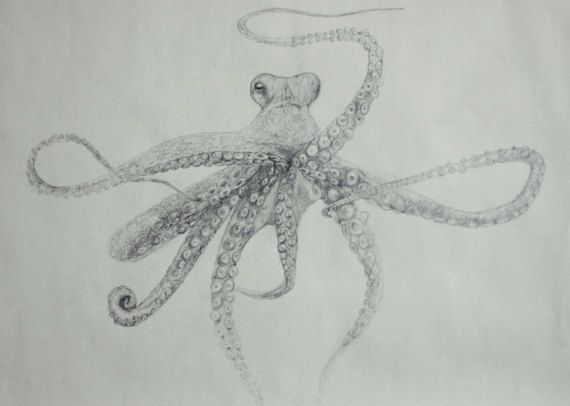 Detail Realistic Pencil Octopus Drawing Nomer 7