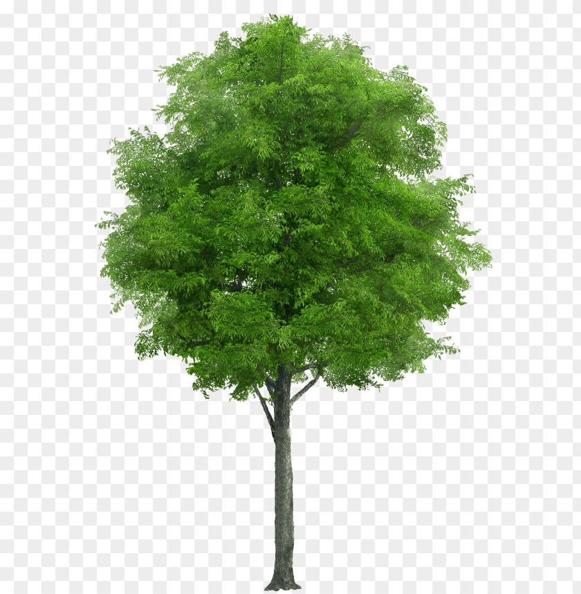 Detail Realistic Tree Clipart Nomer 5