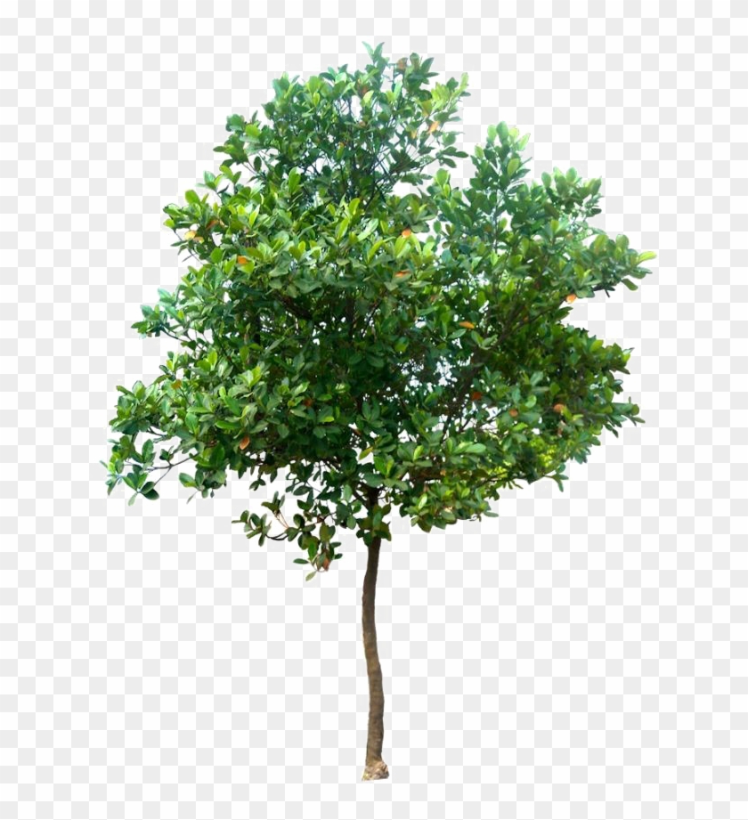 Detail Realistic Tree Clipart Nomer 8