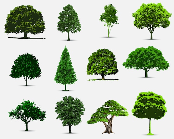 Detail Realistic Tree Clipart Nomer 9
