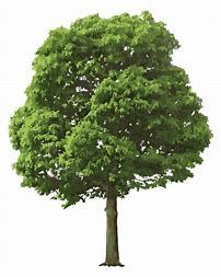 Detail Realistic Tree Clipart Nomer 12