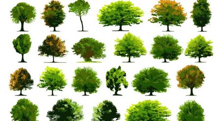 Detail Realistic Tree Clipart Nomer 14