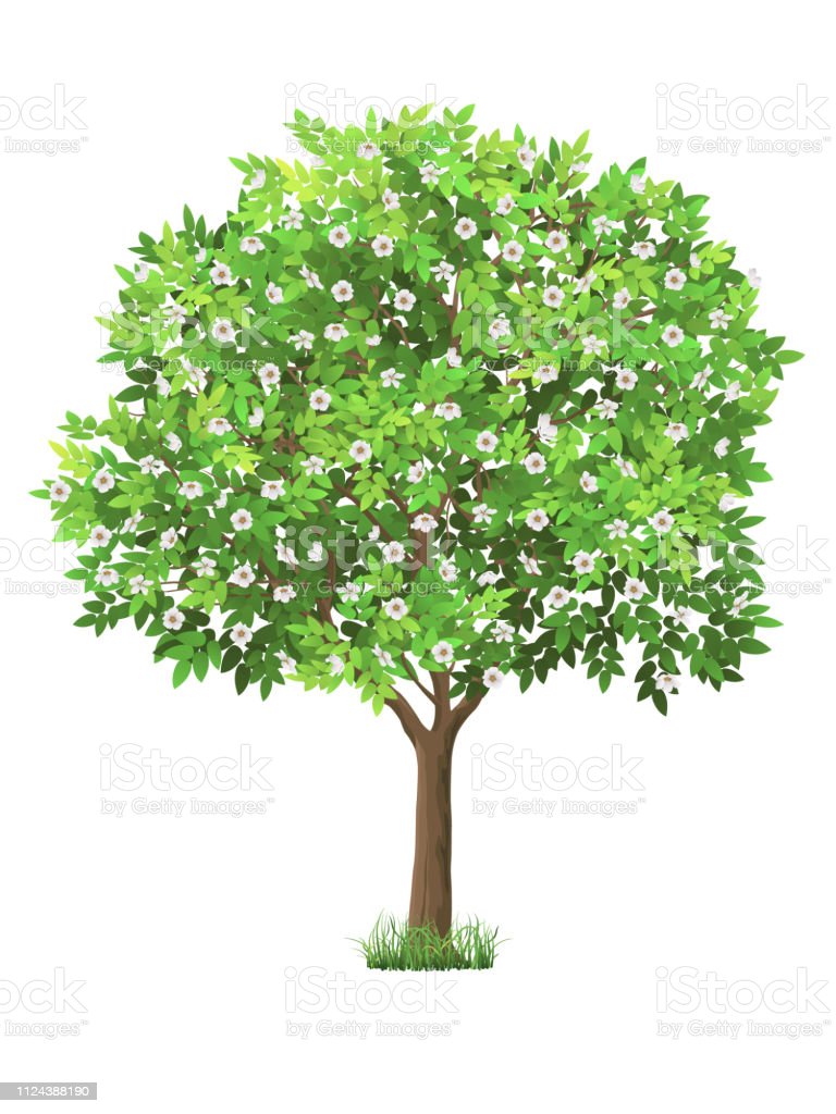 Detail Realistic Tree Clipart Nomer 16