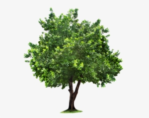 Detail Realistic Tree Clipart Nomer 20