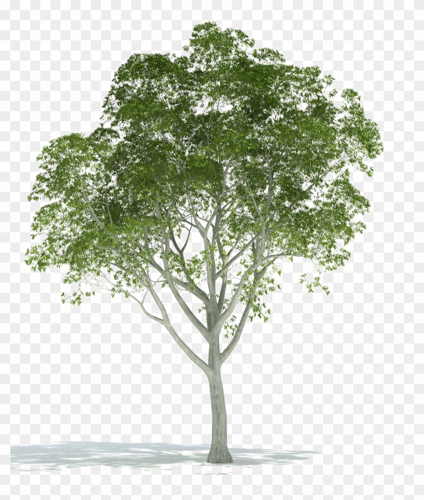 Detail Realistic Tree Clipart Nomer 21