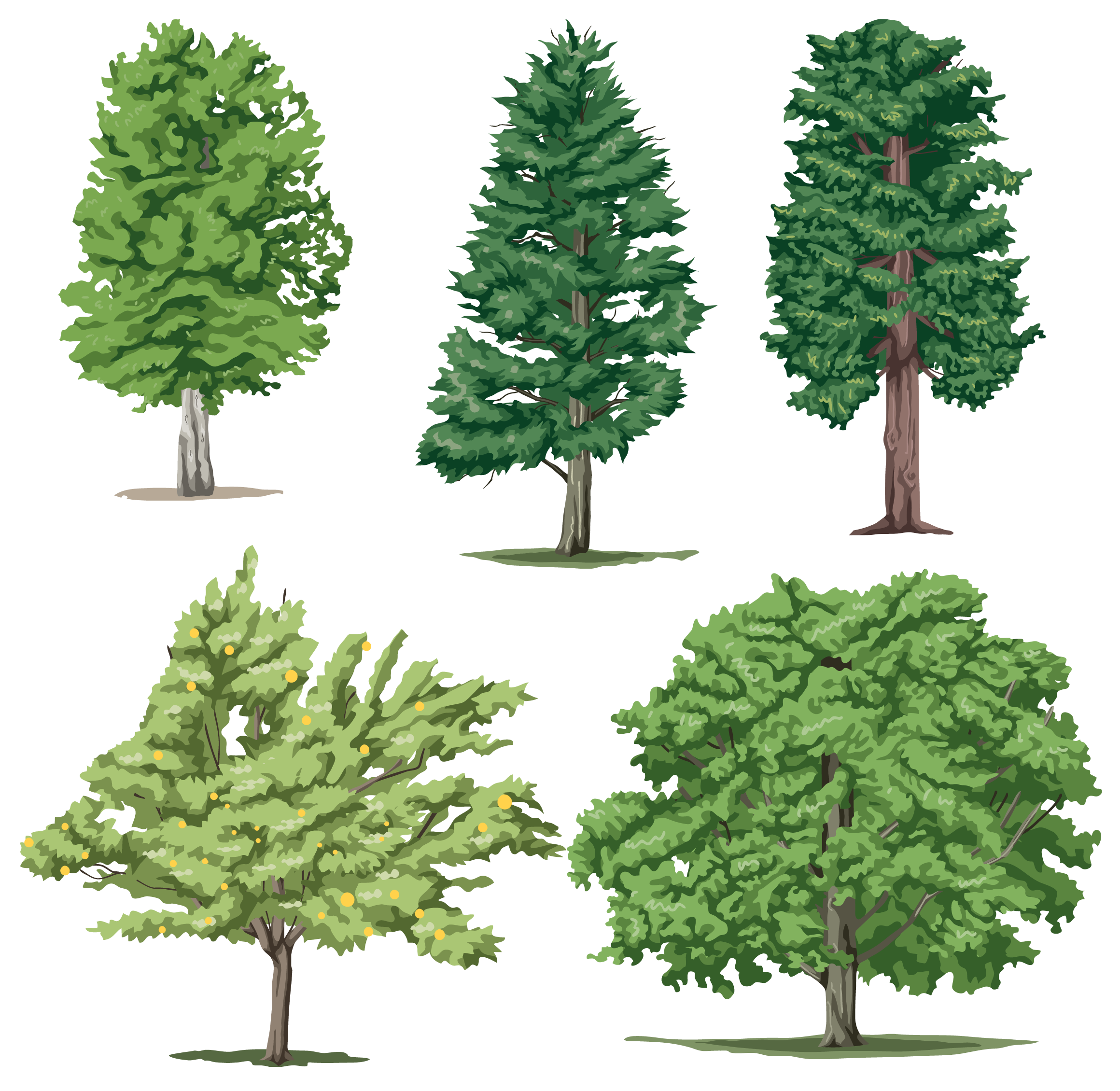 Detail Realistic Tree Clipart Nomer 22