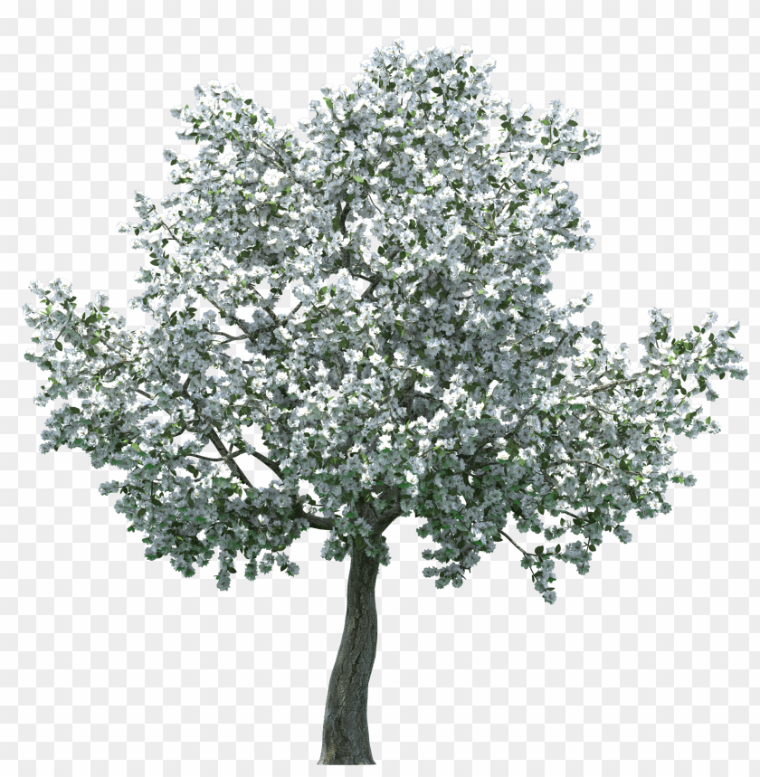 Detail Realistic Tree Clipart Nomer 23