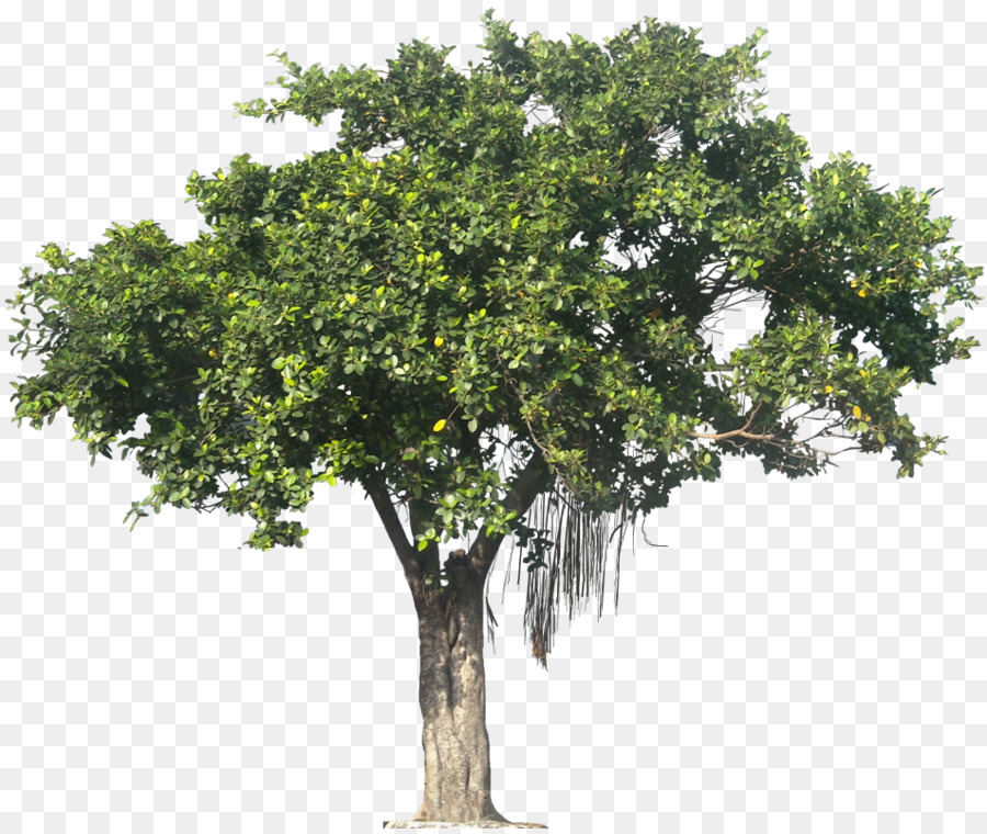 Detail Realistic Tree Clipart Nomer 24
