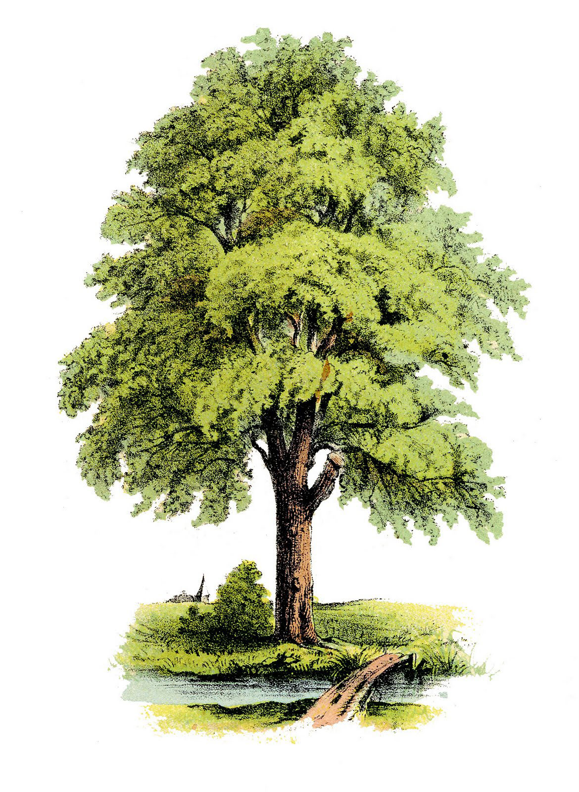 Detail Realistic Tree Clipart Nomer 27