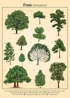 Detail Realistic Tree Clipart Nomer 30
