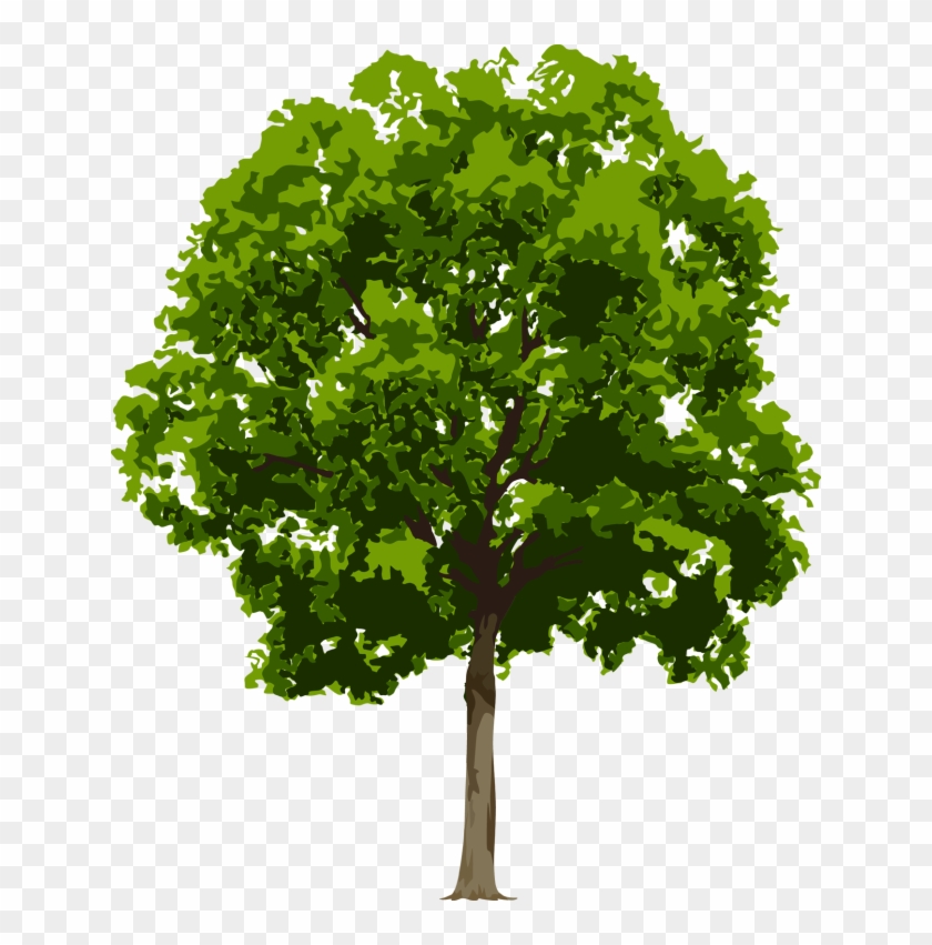 Detail Realistic Tree Clipart Nomer 2