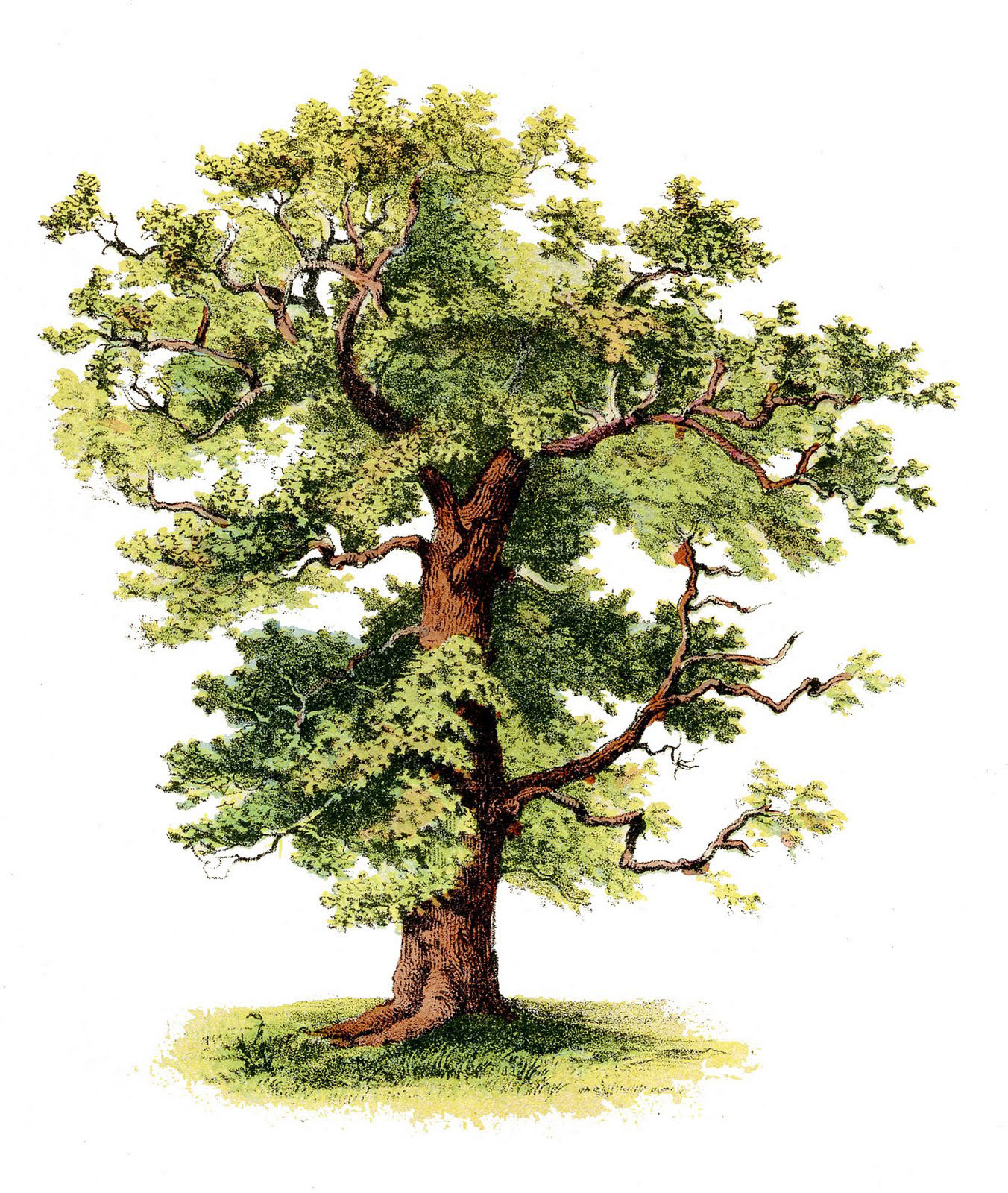 Download Realistic Tree Clipart Nomer 34