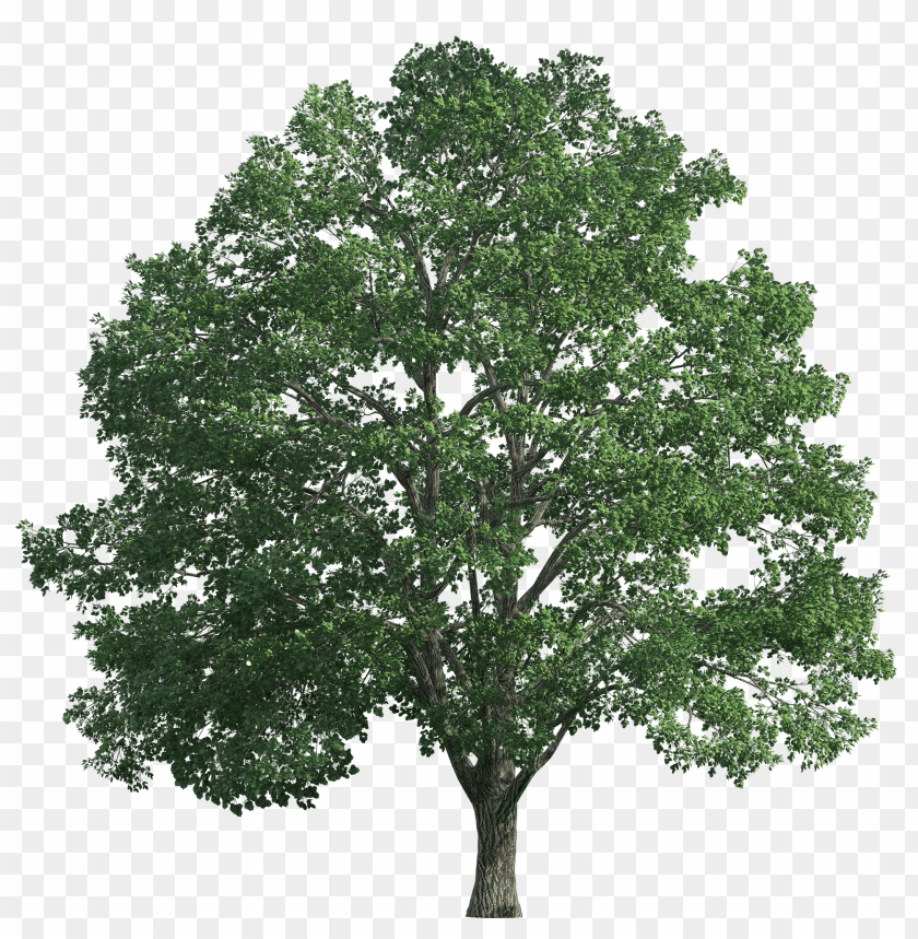 Detail Realistic Tree Clipart Nomer 3